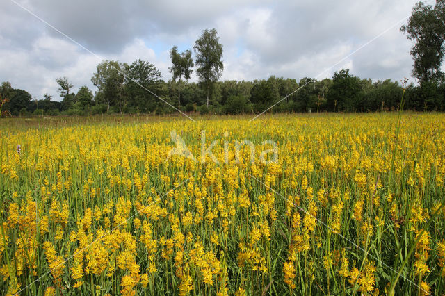 Beenbreek (Narthecium ossifragum)