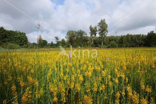 Beenbreek (Narthecium ossifragum)