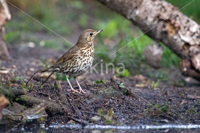 Zanglijster (Turdus philomelos)