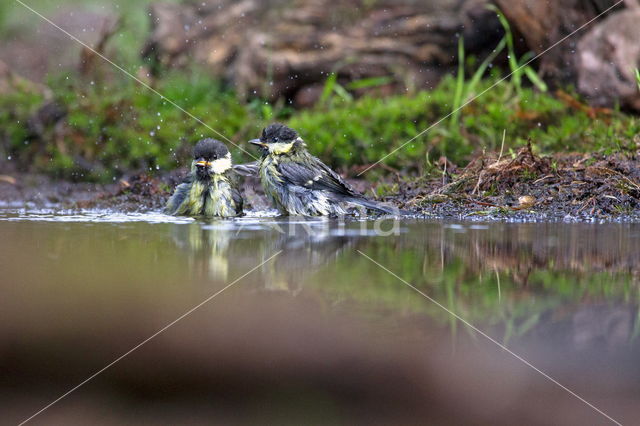 Koolmees (Parus major)