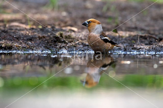 Appelvink (Coccothraustes coccothraustes)