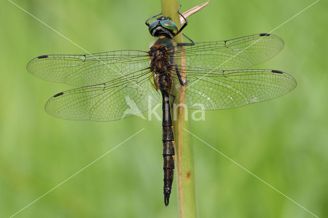 Gevlekte glanslibel (Somatochlora flavomaculata)