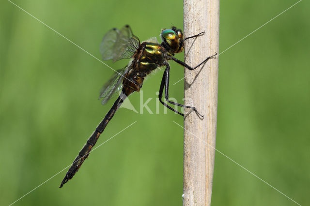 Gevlekte glanslibel (Somatochlora flavomaculata)