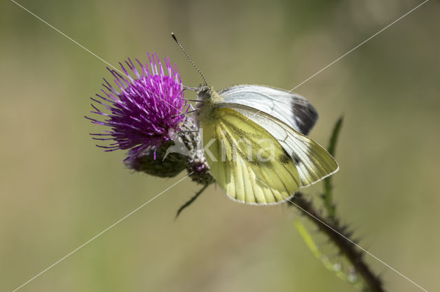 Klein geaderd witje (Pieris napi)