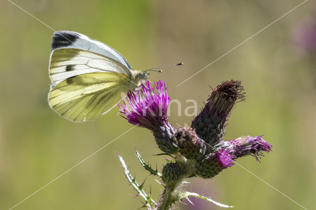 Klein geaderd witje (Pieris napi)