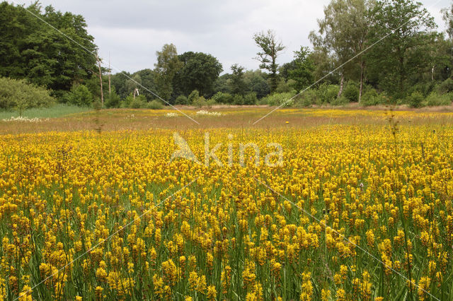 Beenbreek (Narthecium ossifragum)