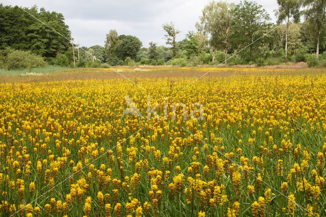 Beenbreek (Narthecium ossifragum)