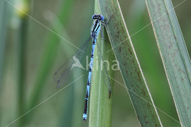 Kanaaljuffer (Erythromma lindenii)