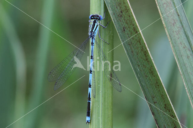 Kanaaljuffer (Erythromma lindenii)