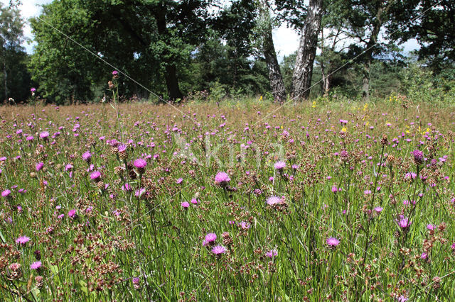 Knoopkruid (Centaurea jacea)