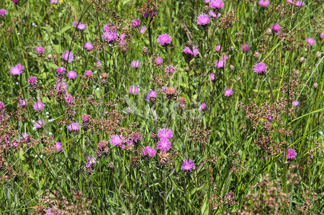 Knoopkruid (Centaurea jacea)