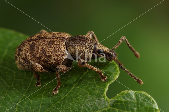 Gevlekte lapsnuitkever (Otiorhynchus singularis)