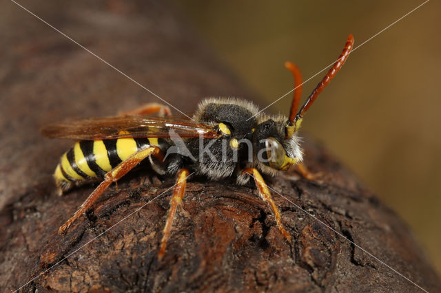 Roodsprietwespbij (Nomada fulvicornis)