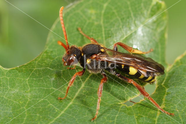 Donkere wespbij (Nomada marshamella)