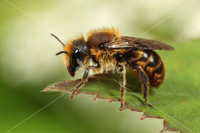 Kauwende metselbij (Osmia leaiana)