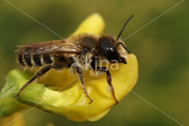 Lathyrusbij (Megachile ericetorum)