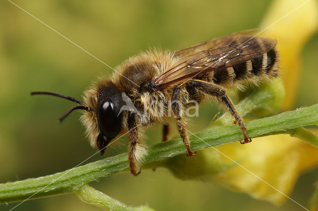 Lathyrusbij (Megachile ericetorum)