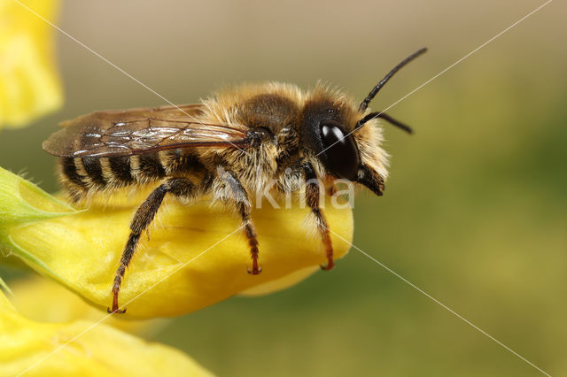 Lathyrusbij (Megachile ericetorum)