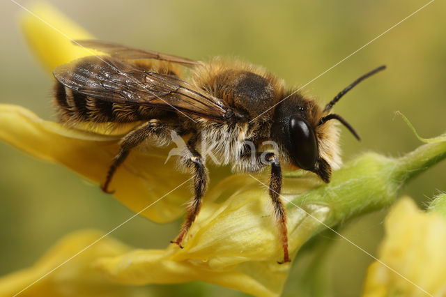 Lathyrusbij (Megachile ericetorum)