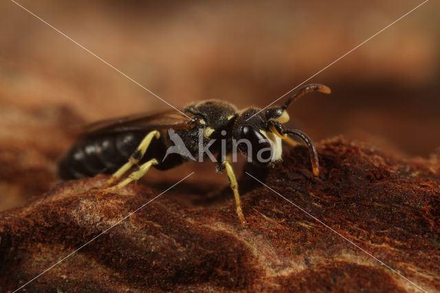 Brilmaskerbij (Hylaeus dilatatus)