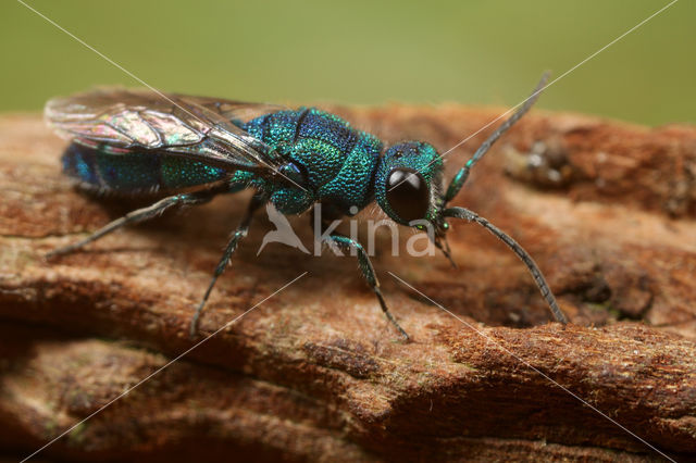 Chrysis indigotea