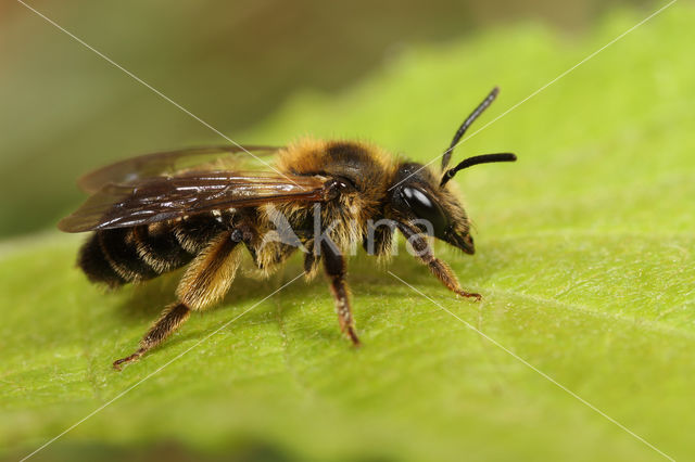 Andrena fulvida