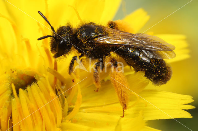 Grote roetbij (Panurgus banksianus)