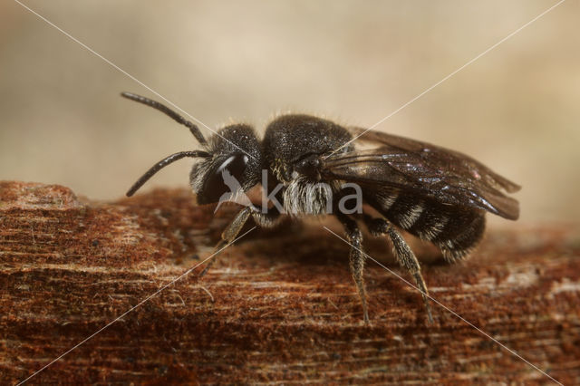 Gewone tubebij (Stelis breviuscula)