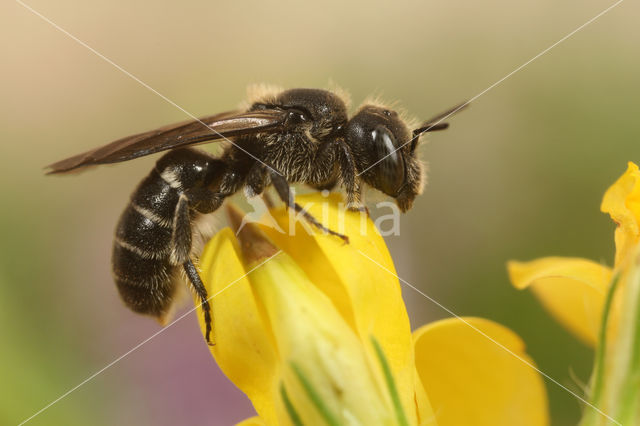 Zwartgespoorde houtmetselbij (Osmia leucomelana)