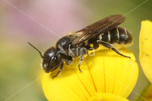 Osmia leucomelana