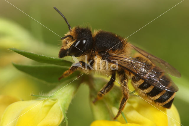 Lathyrusbij (Megachile ericetorum)