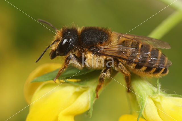 Megachile ericetorum