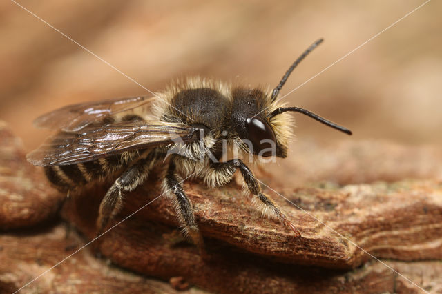 Lapse behangersbij (Megachile lapponica)