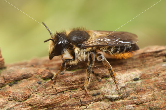 Lapse behangersbij (Megachile lapponica)