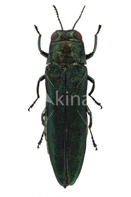 Agrilus planipennis