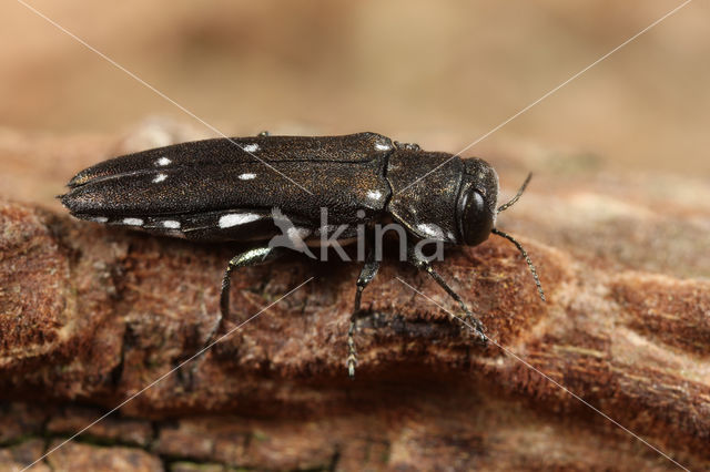 Agrilus ater