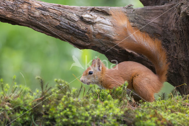 Eekhoorn (Sciurus vulgaris)