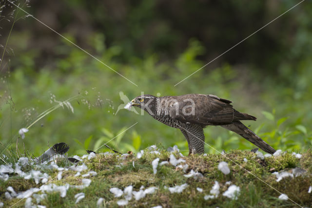 Havik (Accipiter gentilis)