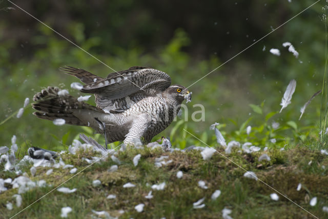 Havik (Accipiter gentilis)