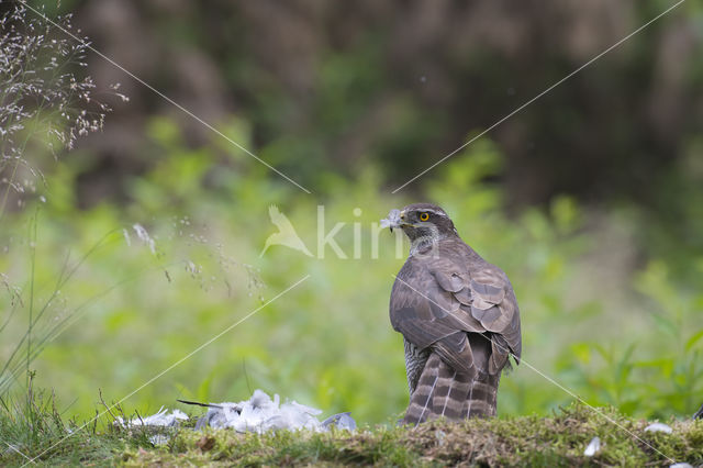 Havik (Accipiter gentilis)