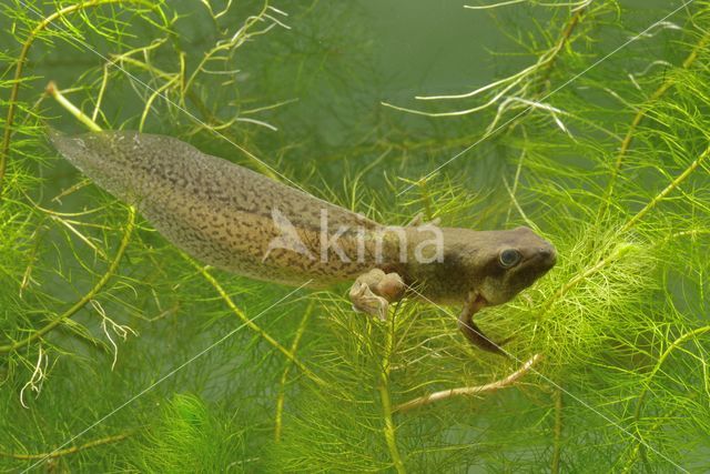 Common Spadefoot Toad (Pelobates fuscus)