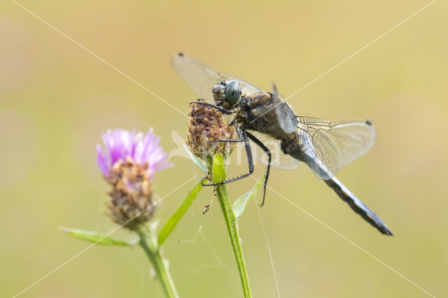 Gewone oeverlibel (Orthetrum cancellatum)