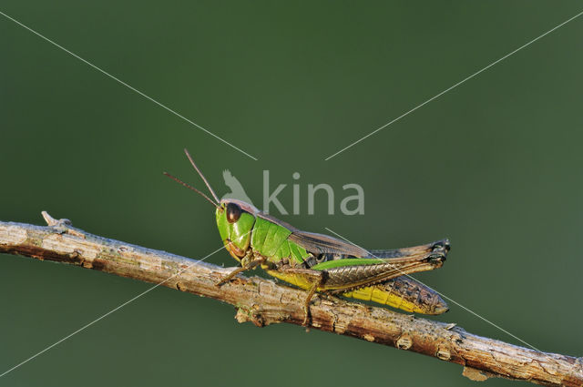 Krasser (Chorthippus parallelus)