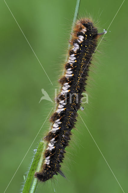 Rietvink (Euthrix potatoria)