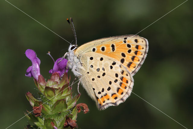 Bruine vuurvlinder (Lycaena tityrus)