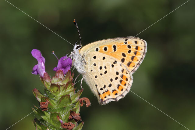 Bruine vuurvlinder (Lycaena tityrus)