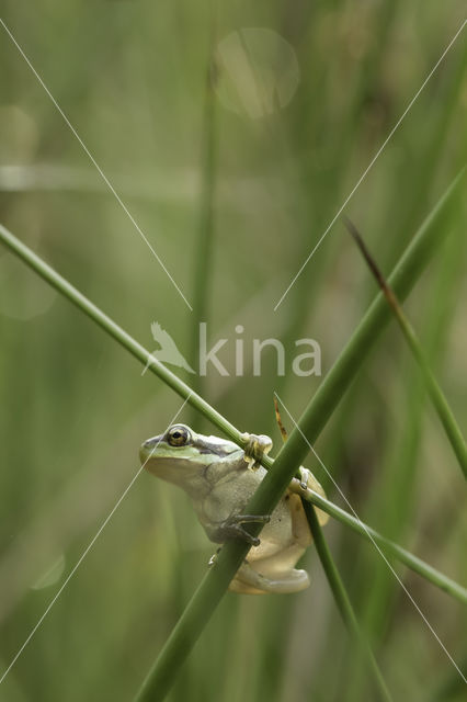 Europese boomkikker (Hyla arborea)