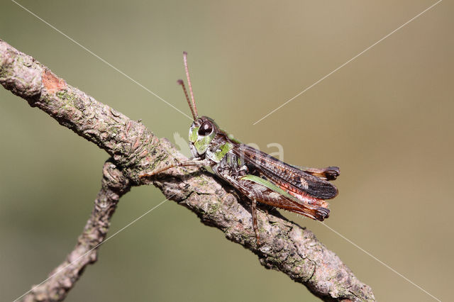 Knopsprietje (Myrmeleotettix maculatus)