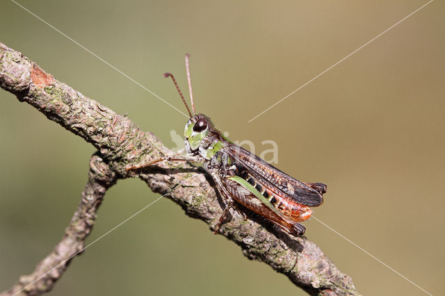 Knopsprietje (Myrmeleotettix maculatus)