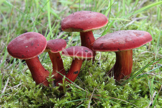 Rode boleet (Boletus rubellus)